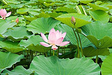 快速甩开老前辈 Xbox Series X|S对比Xbox One销量